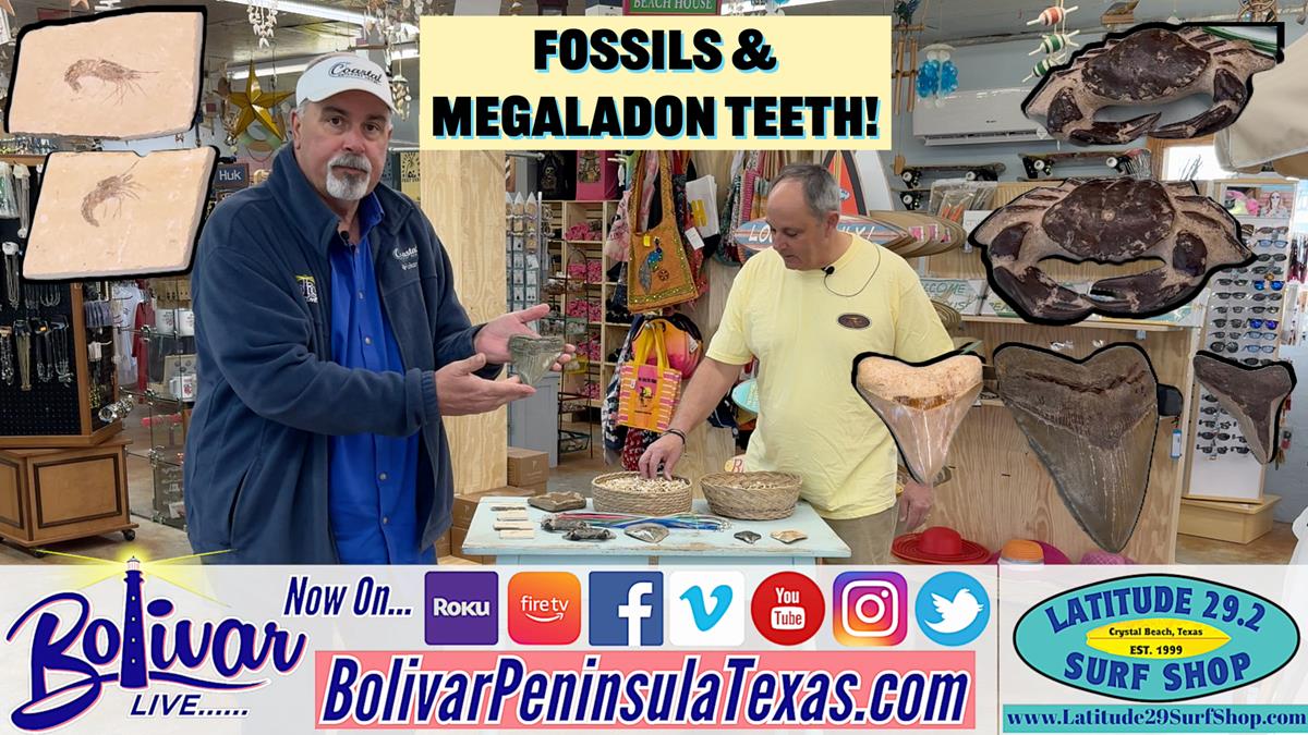 Fossils & Megalodon Teeth Now At Latitude Surf Shop!