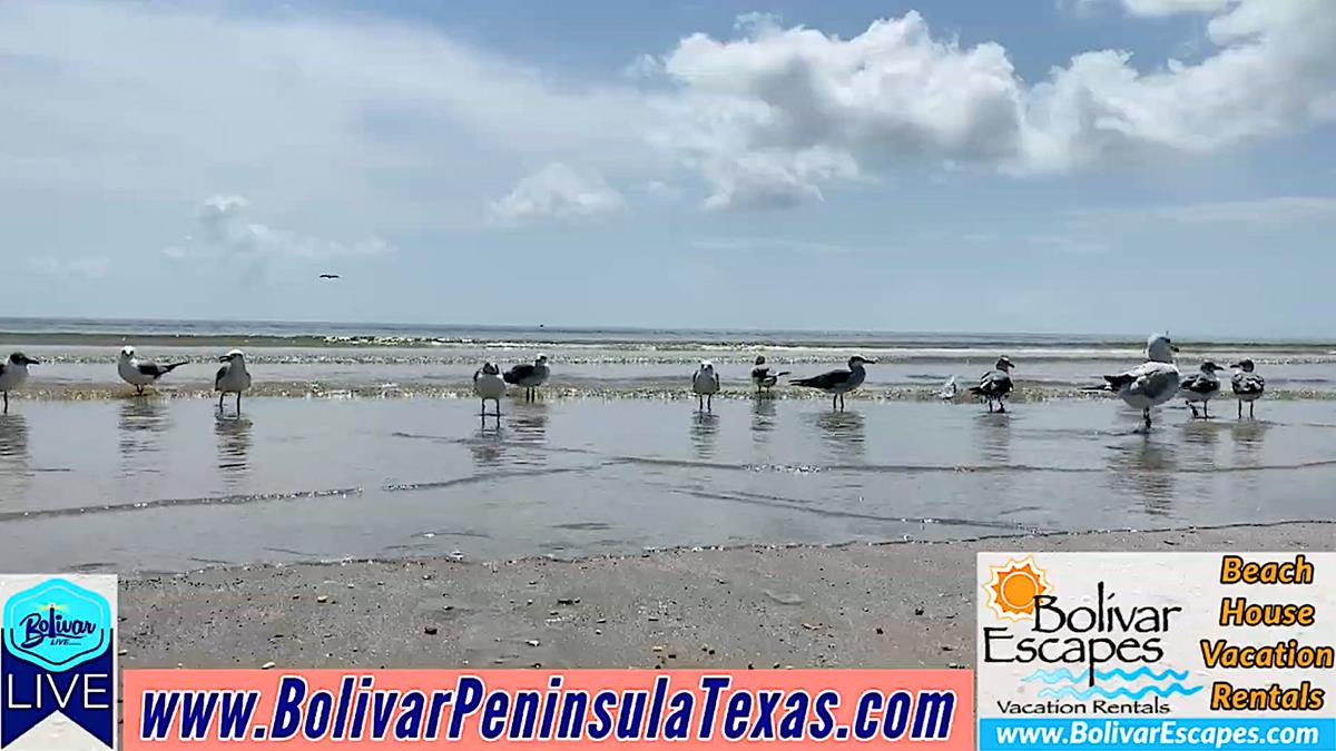 Lunchtime Moment Of Zen Beachfront On Bolivar Peninsula.