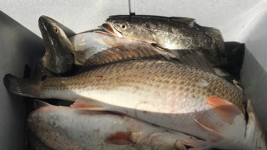 Weekly fishing report ending Feb 9th, East Galveston Bay