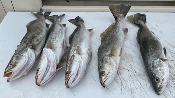 Weekly fishing report ending March 16, 2023 – Captain Jeff Brandon 
