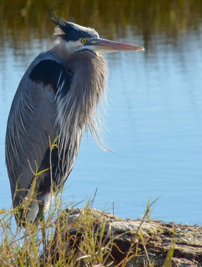 Birding Preserves