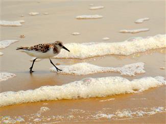 Shoreline birds in Crystal Beach Texas on Bolivar Peninsula along the beachfront.