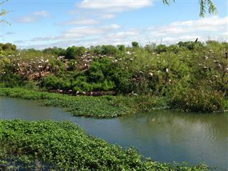 Birding on Bolivar Peninsula is some of the best and known around the  world. The Rookery at Boy Scout Woods is a must see for birders. The natural beauty of the area with the setting in the Spring is awesome.