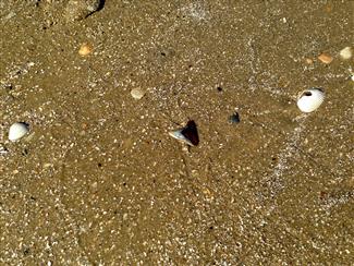 Bolivar Peninsula offer treasure hunters 27 miles of beachfront for hunting shark teeth and ocean treasure. Many travel to Crystal beach just for the shark tooth hunting a great pastime for families. Don't forget about the Beach Glass, a great way to remember your trip to Bolivar. 