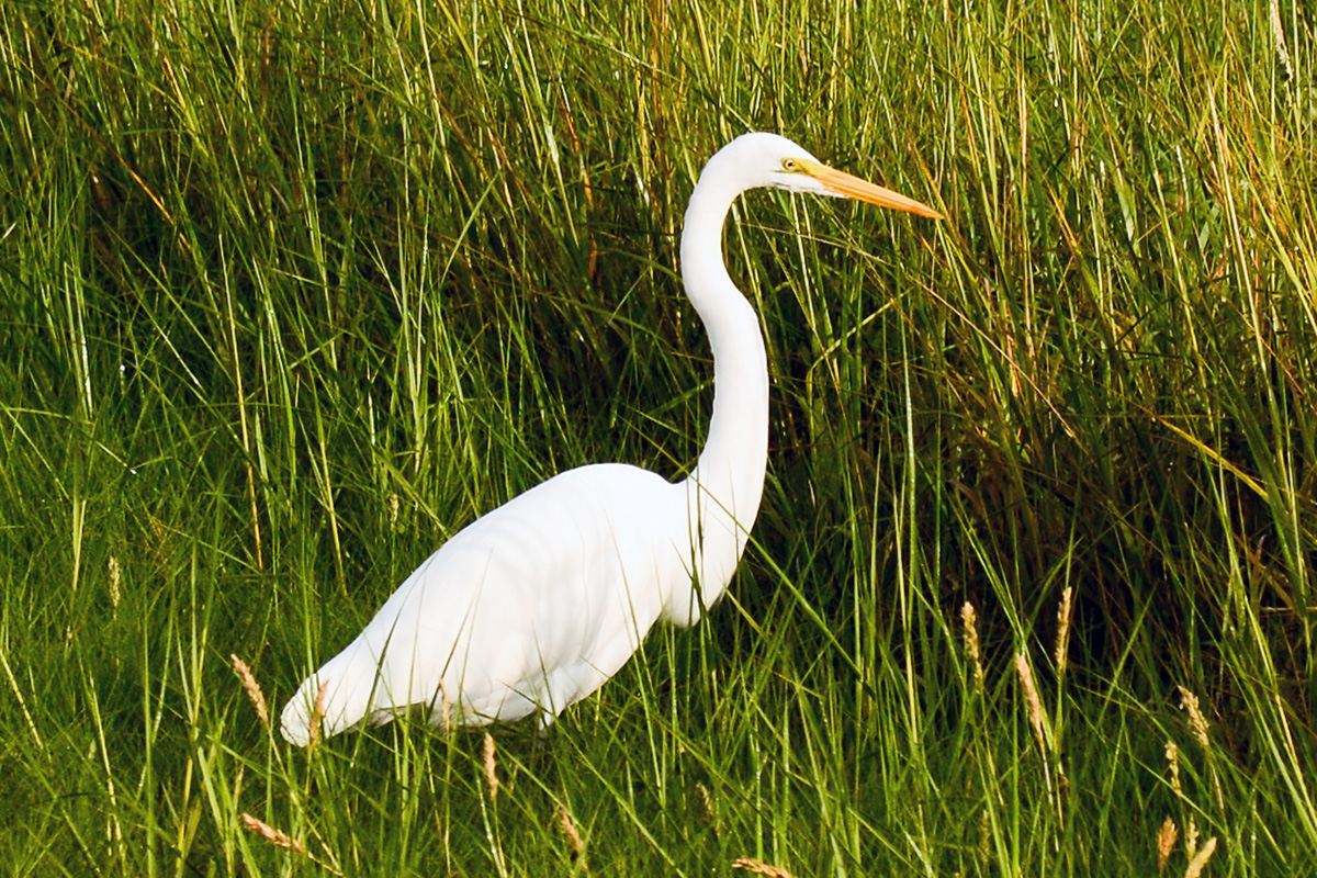 Bolivar Peninsula Birding - Audubon Horseshoe and Bolivar Flats