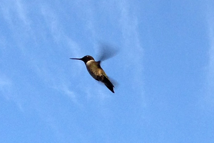 Bolivar Peninsula Birding