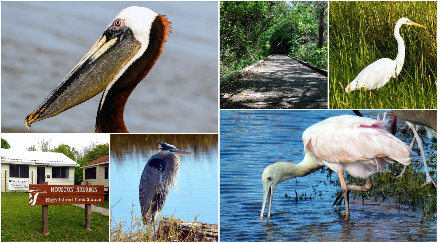 Bolivar Peninsula Birding